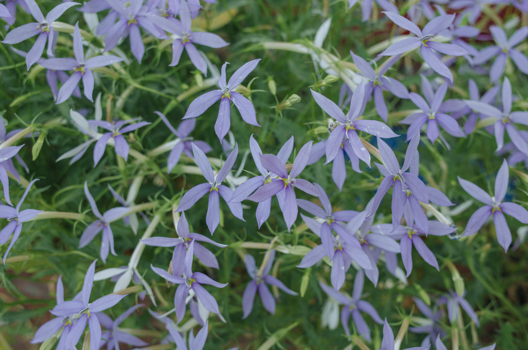 Amsonia tabernaemontana- called as Bluestar because of beautiful light blue flowers like stars